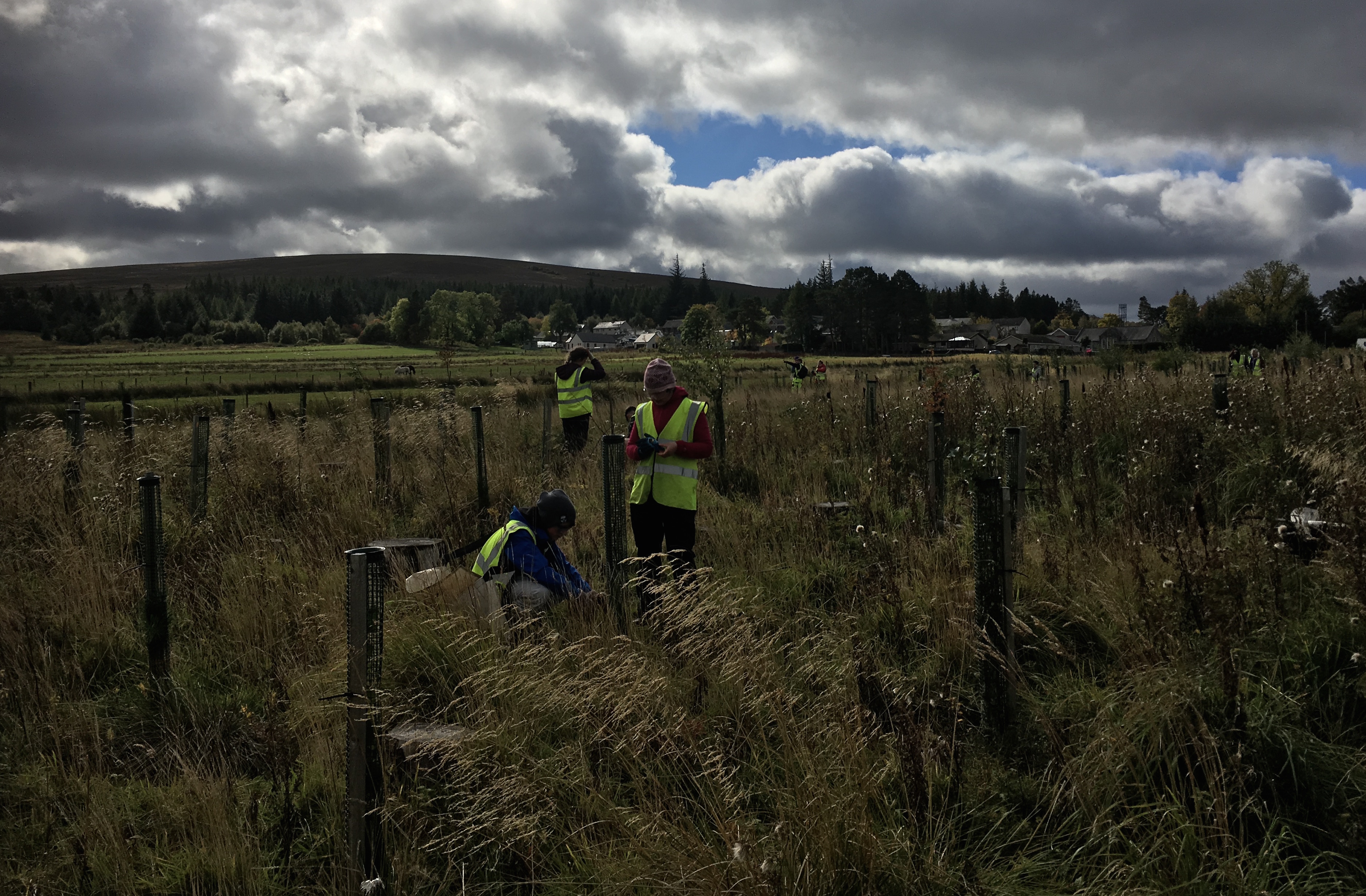 Treeplanting18